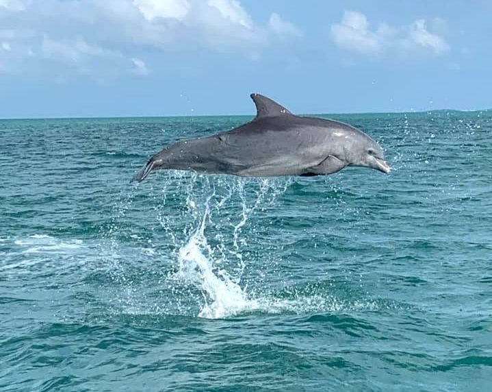 a dolphin Jumping through the air
