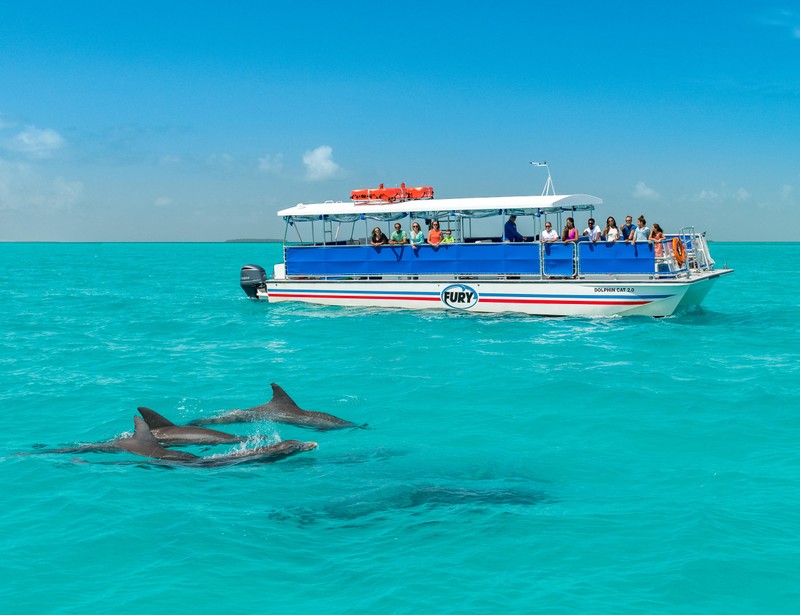 A group of people watch from the boat as the dolphins swim and play right in front of them.