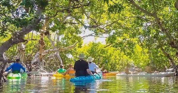 Kayaking through the mangroves in the back country.