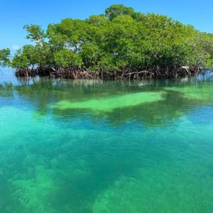 vitamin-sea-mangroves