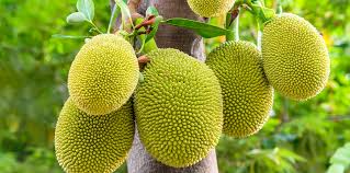 Fruit hanging from tree