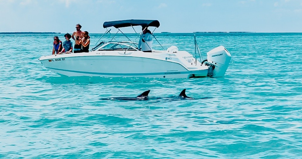 dolphins swimming around a boat